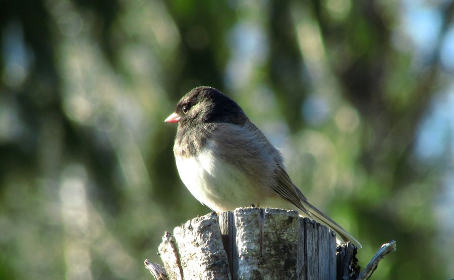 Junco